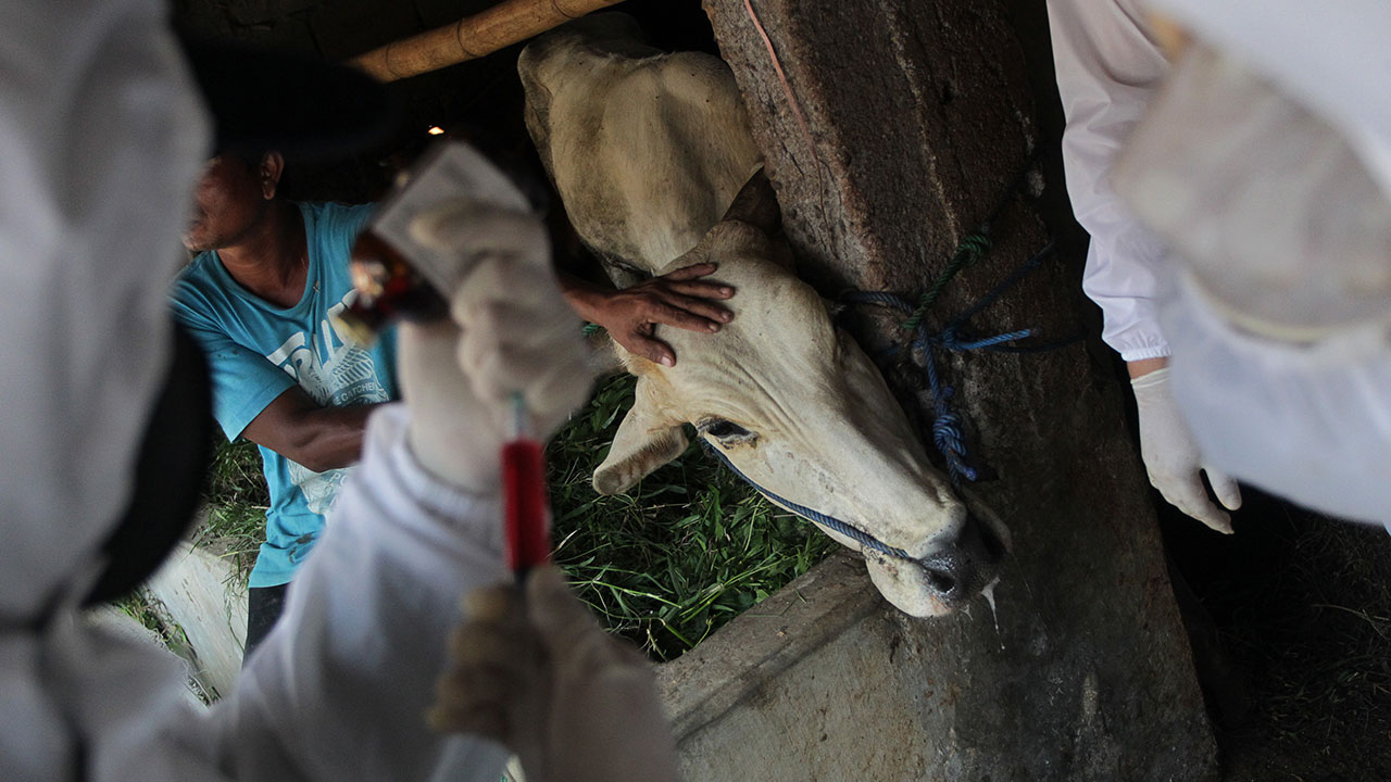 Lockdown, 57 Sapi Kena PMK