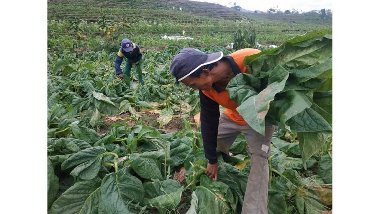 Perubahan Iklim Membawa Berkah