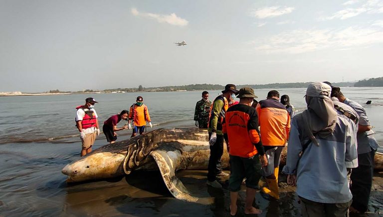 Hatinya Membengkak, Kulitnya Terluka