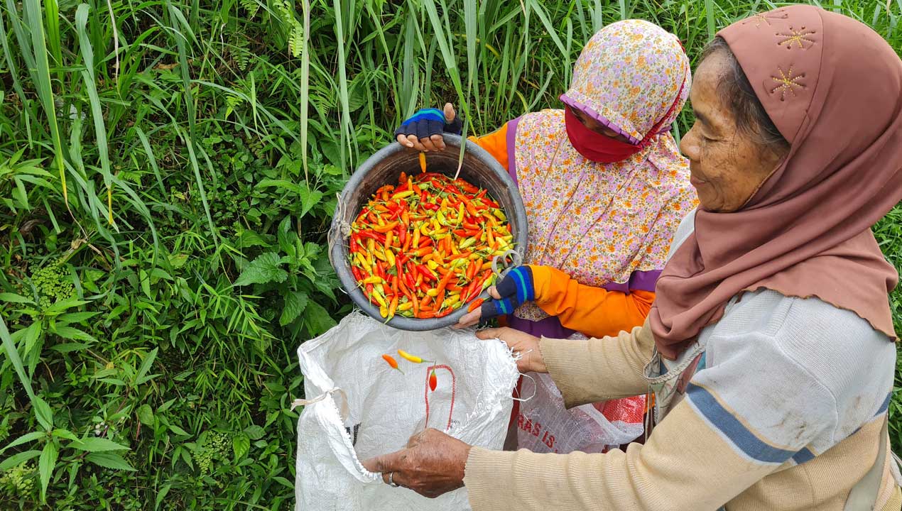 Masih Tinggi, Petani Jual Cabai Rp 64 Ribu Per Kg