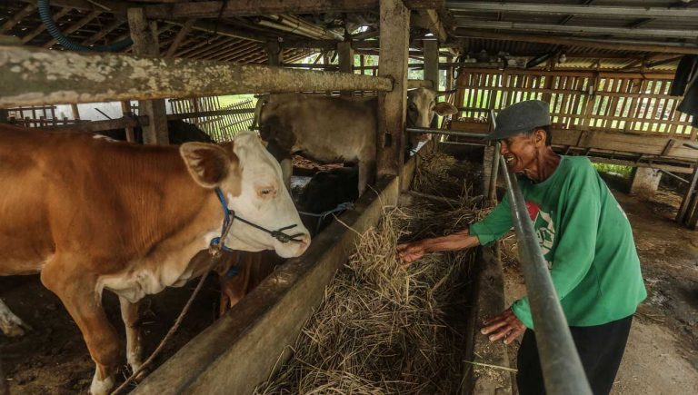 Ganti Rugi Ternak Korban PMK Belum Jelas