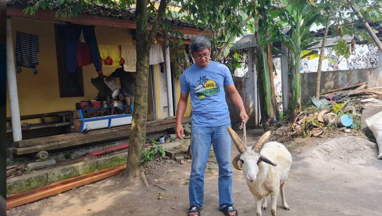 Melihat Kambing Bertanduk Empat Milik Handoko