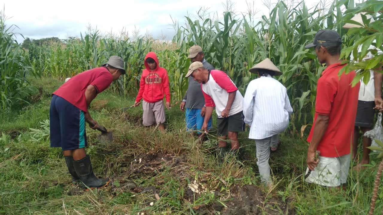 Tikus Serang Puluhan Hektare Lahan Jagung