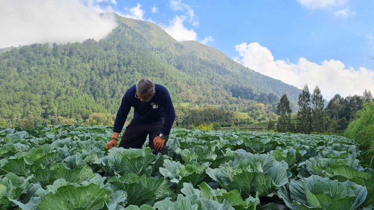 Daripada Dijual, Petani Pilih Sumbangkan Kubis