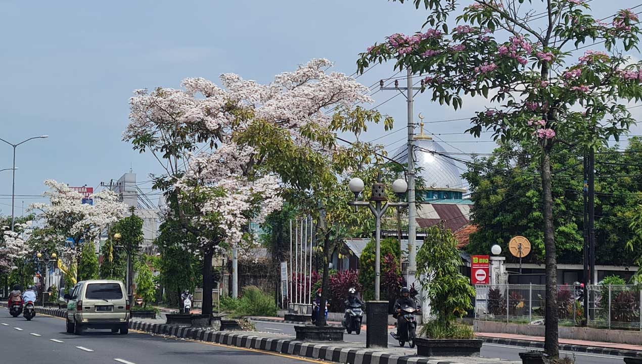 Tabebuya Hiasi Jalan dan Sudut Magelang