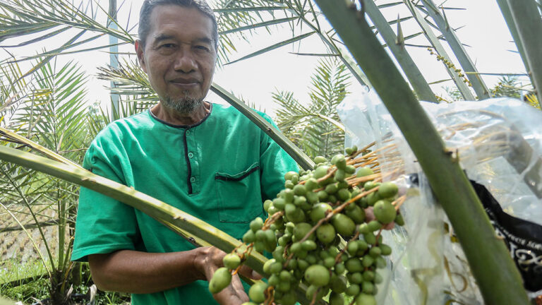 Berhasil Dipanen, Tumbuh Pohon Lebih Cepat dari Biasanya