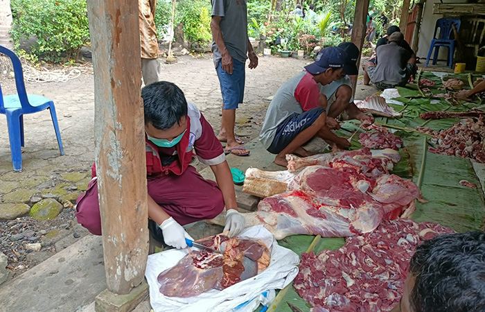 121 Ekor Sapi Terinfeksi Cacing Hati, Jeroan yang Diafkir Mencapai 570 Kg