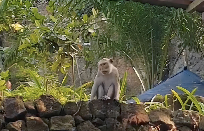 Diusulkan Dapatkan Jatah dari Danais, Atasi Kera Ekor Panjang Yang Sering Kelaparan