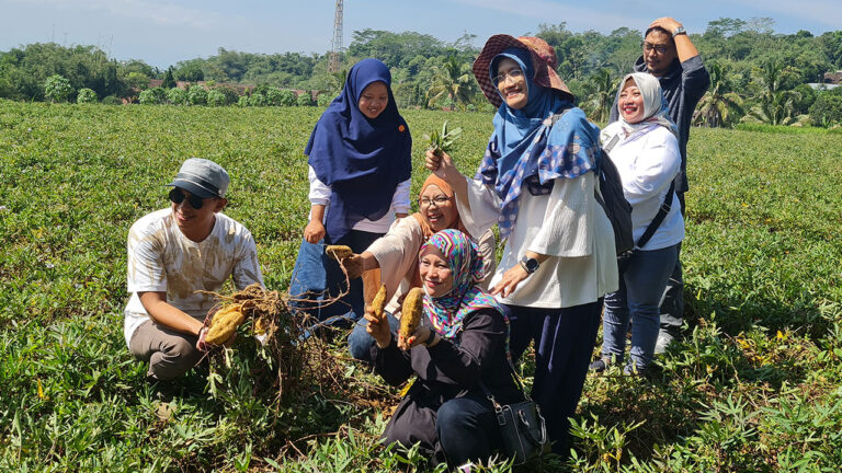 Dulu Tanam Tembakau, Kini Ubi-ubian