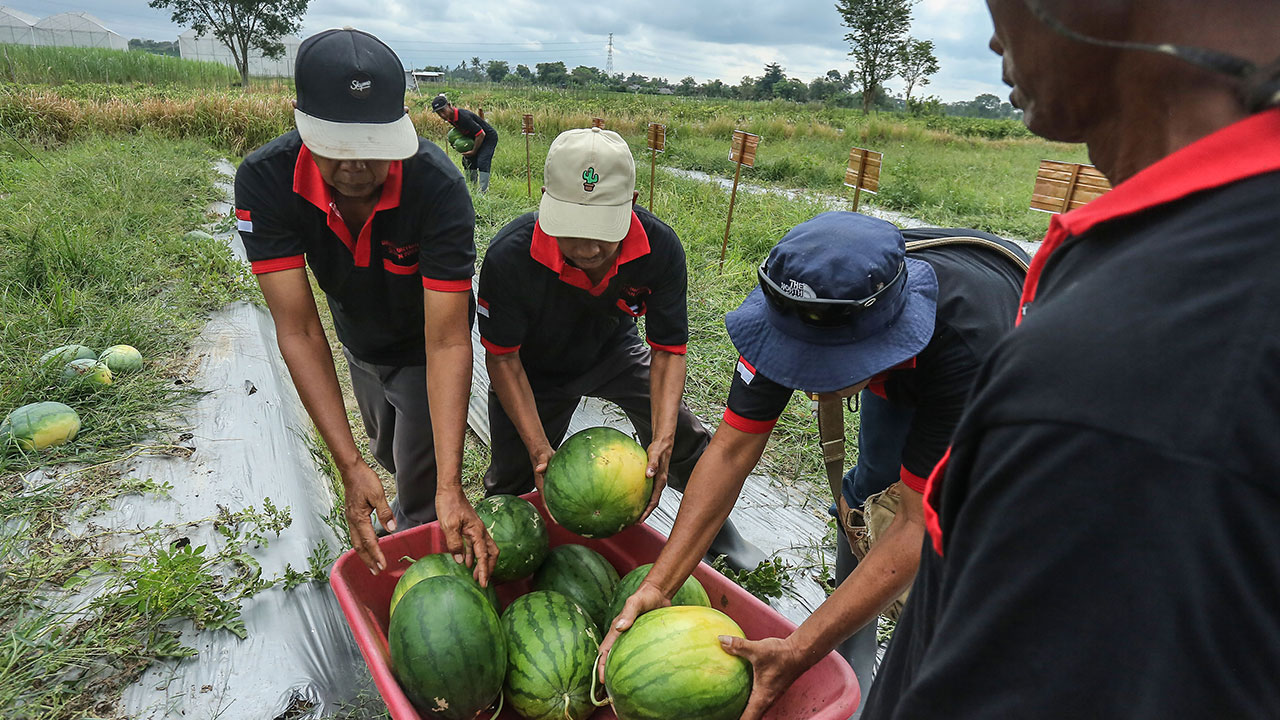 Produksi Semangka di Sleman Kurang