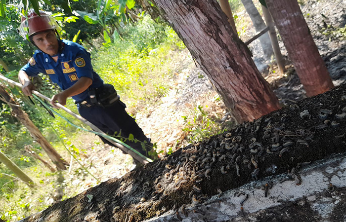 Rumah Diserbu Ulat Bulu, Warga Bantul Minta Bantuan Damkar 