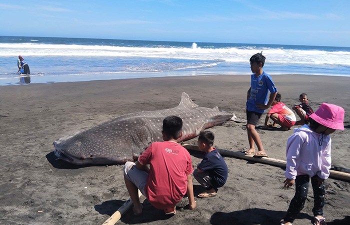 Hiu Tutul Terdampar di Pantai Munggangsari Grabag