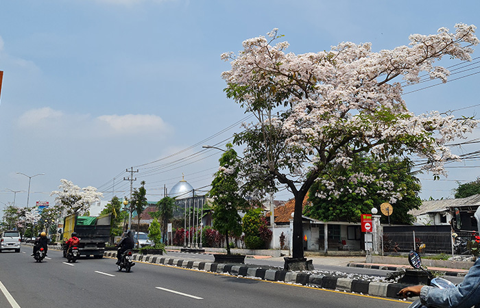 Sudah Ada Tabebuya, Tambah Pohon Kamboja