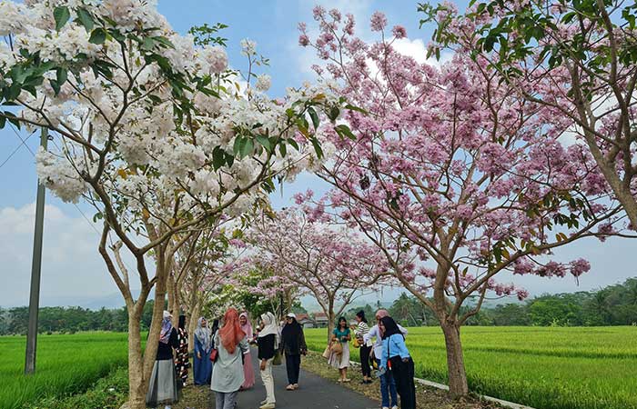 Dipenuhi Bunga Tabebuya, Magelang Serasa Jepang