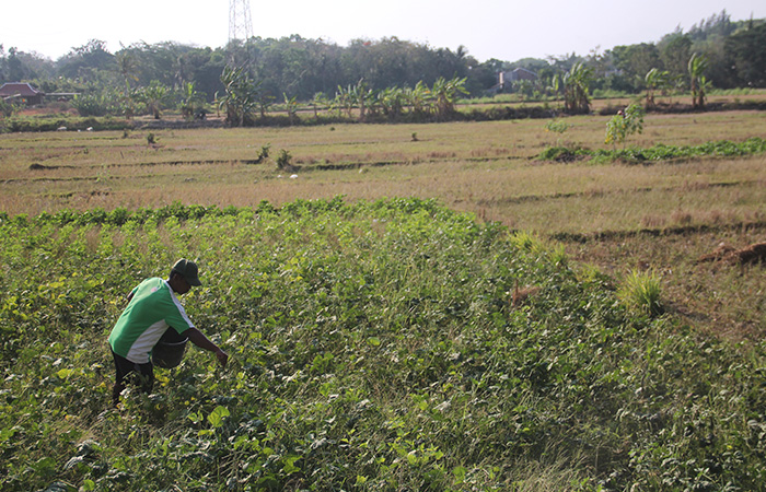 Masa Tanam di Bantul Mundur, 100 Hektare Lahan di Wilayah Kasihan Dibiarkan