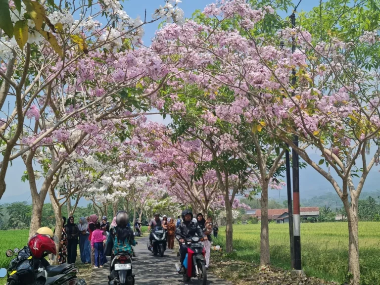 Mau Berfoto Serasa di Jepang? Datang Saja ke Jalan Kampung di Magelang