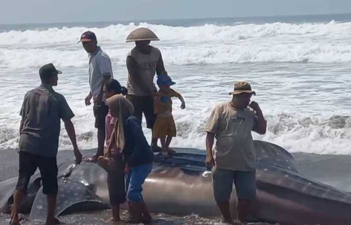 Hiu Tutul Mati Terdampar di Pantai Cemara Sewu