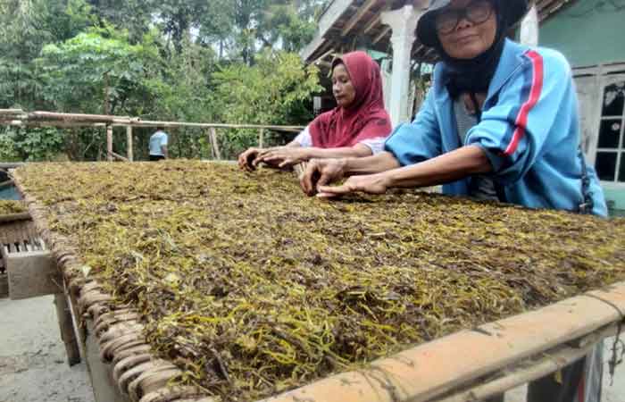 Kemarau Menguntungkan Bagi Petani Tembakau