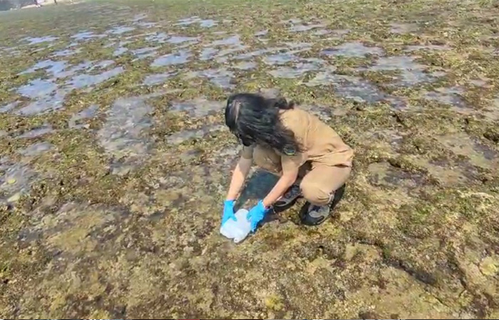 Kandungan BOD dan Fenol Melebihi Ambang Batas, Hasil Uji Lab Pantai Krakal dan Slili yang Tercemar Limbah