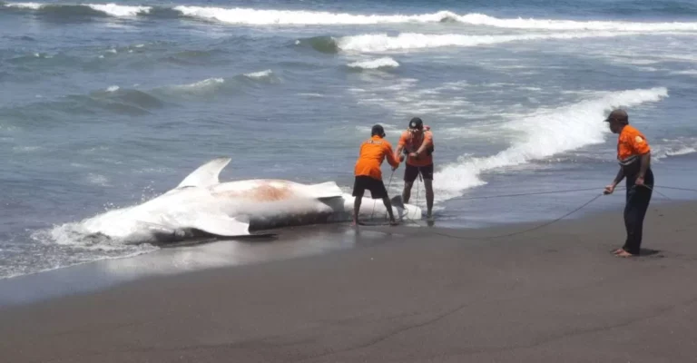 Hiu Tutul 5 Kuintal Terdampar Mati di Pantai Trisik,  Ekor Terpotong Diduga Terjaring Nelayan