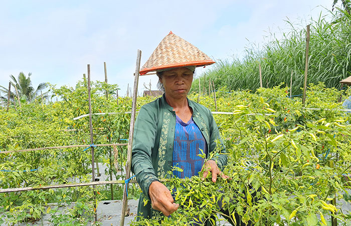 Petani Pilih Tunda Masa Tanam, Kemarau Berkepanjangan Ganggu Pertumbuhan Tanaman Cabai