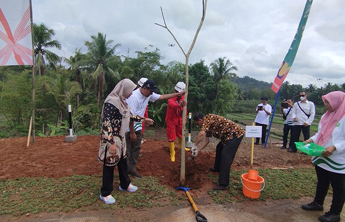 Percantik Kawasan Bendungan Bener dengan Tabebuya