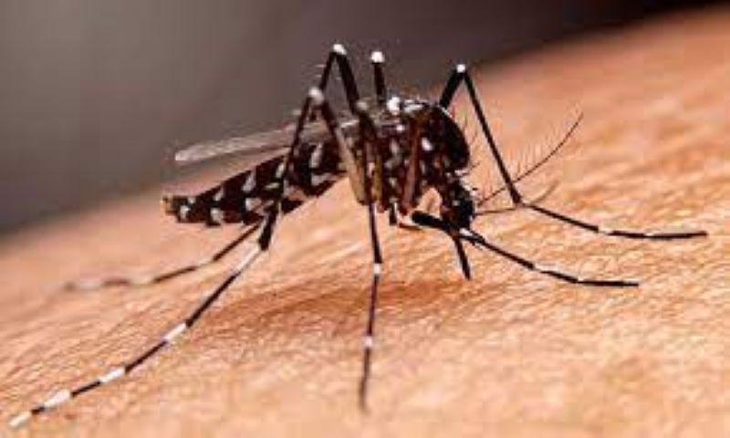 Cegah Nyamuk Culex, Dinkes Siapkan Vaksin Japanese Encephalitis