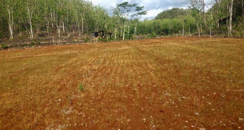 Mati Mengering, Tanaman Pangan di Girisubo Gunungkidul Gagal Tumbuh