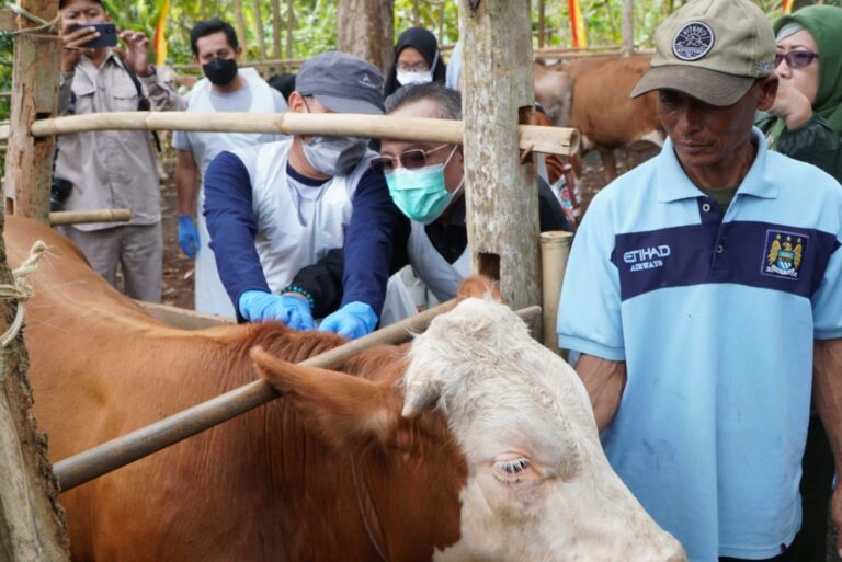 Dihajar Kemarau Panjang, Peternak Sapi di Gunungkidul Menjerit, Ini Penyebabnya…