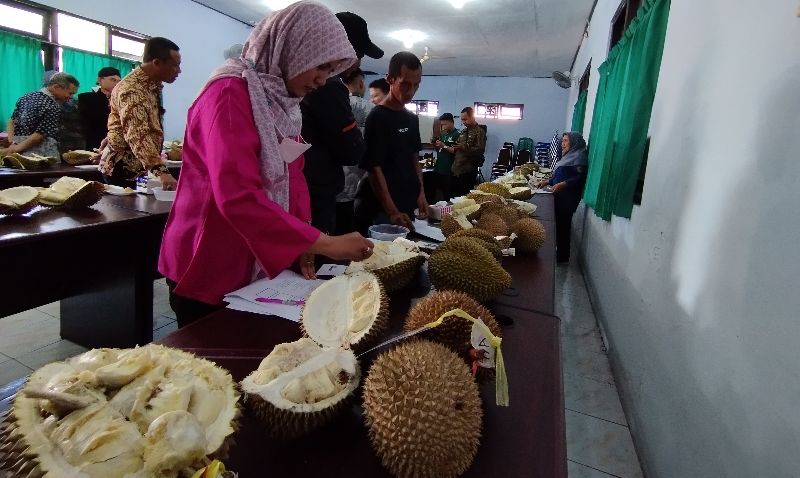 Durian Sikatap Purworejo, Bijinya Pipih Kombinasikan Rasa Manis dan Pahit dengan Tekstur Lembut